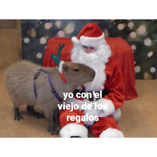 Capibara