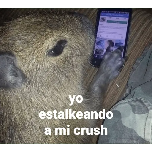 Capibara