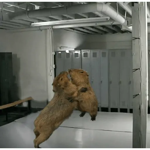 Capibara
