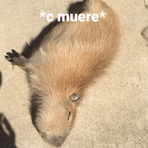 Capibara