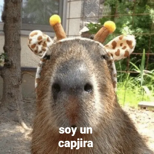 Capibara