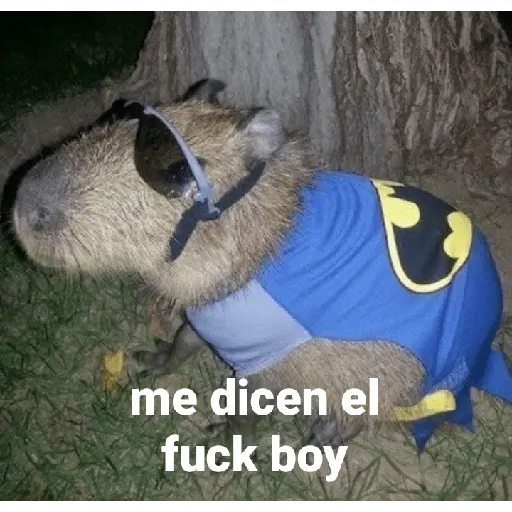 Capibara