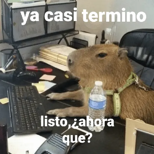 Capibara