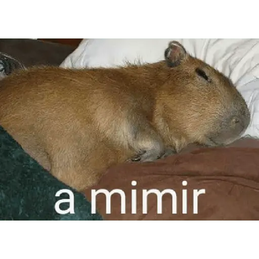 Capibara
