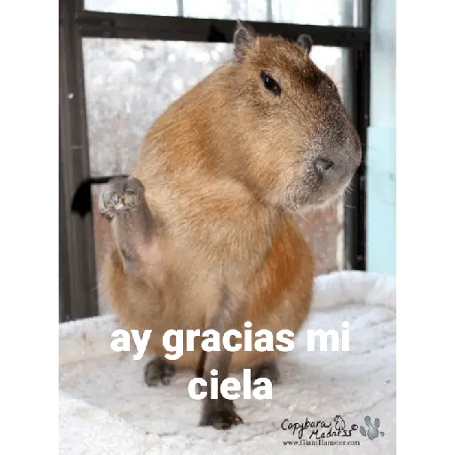 Capibara