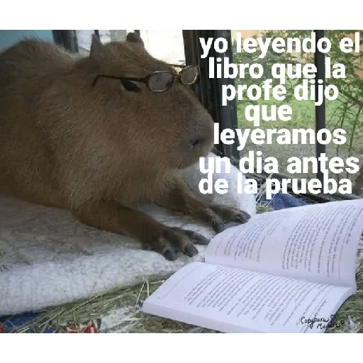 Capibara