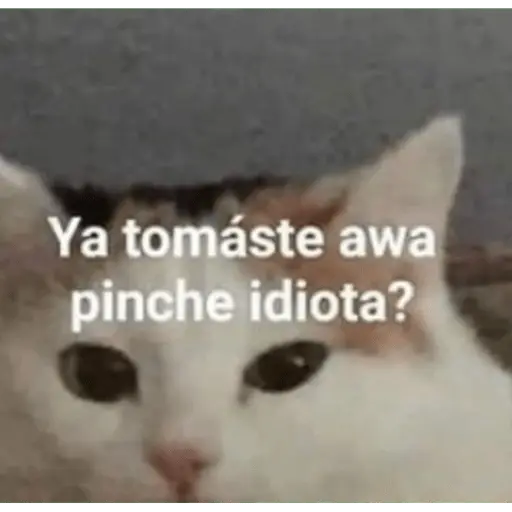 Memes para contestar 3