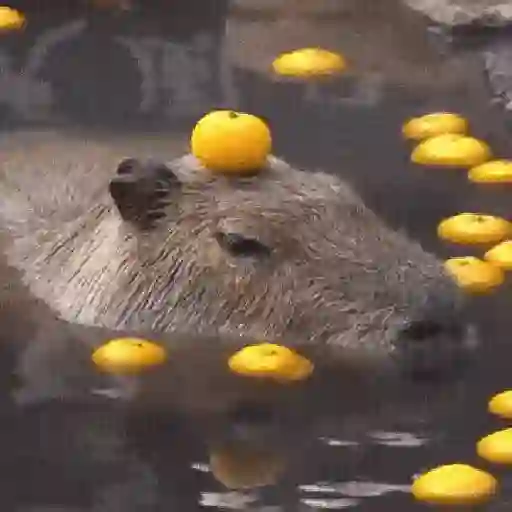 🍉 Capibaras MOV. 🍉