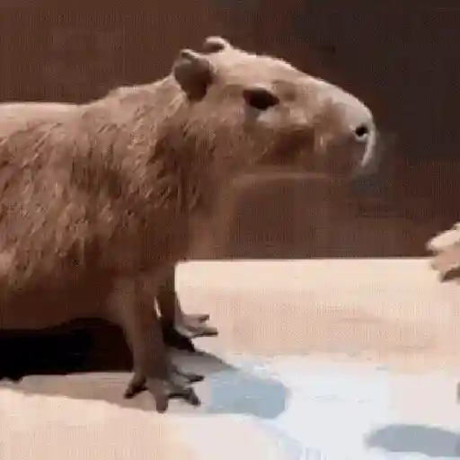 🍉 Capibaras MOV. 🍉