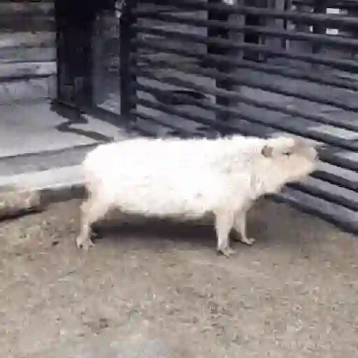 🍉 Capibaras MOV. 🍉