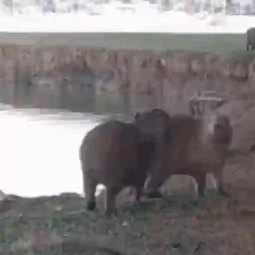 🍉 Capibaras MOV. 🍉