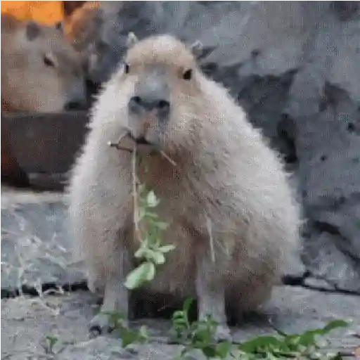 🍉 Capibaras MOV. 🍉