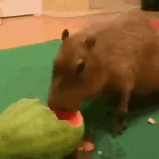 🍉 Capibaras MOV. 🍉