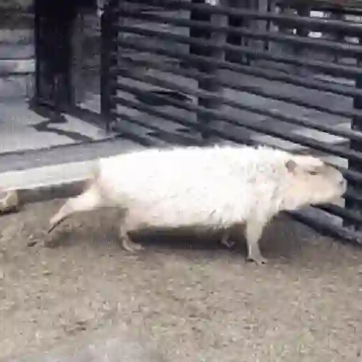 🍉 Capibaras MOV. 🍉 preview