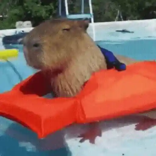 🍉 Capibaras MOV. 🍉
