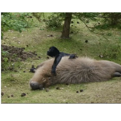 memes de carpinchos capibaras