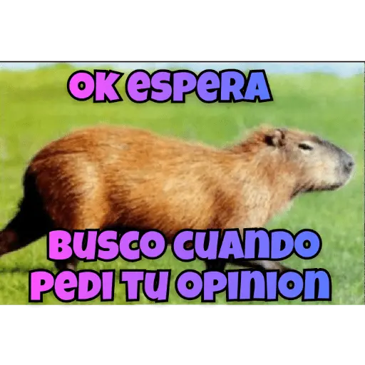 memes de carpinchos capibaras