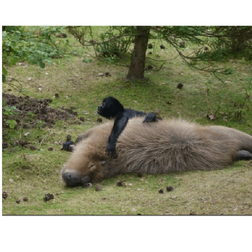memes de carpinchos capibaras preview