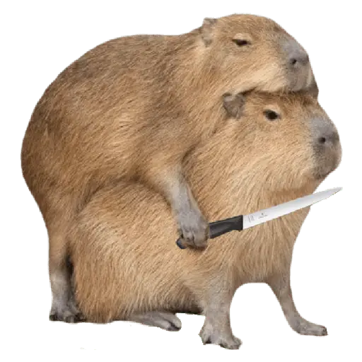 memes de carpinchos capibaras