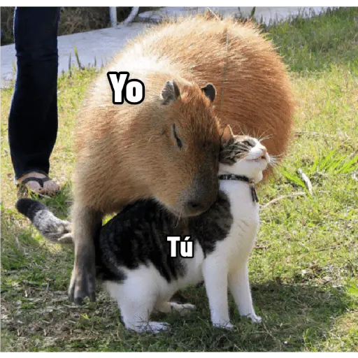 memes de carpinchos capibaras