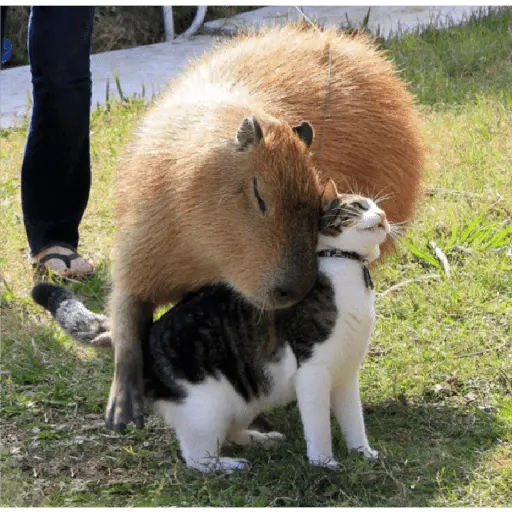 memes de carpinchos capibaras