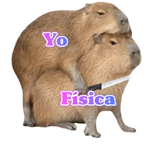 memes de carpinchos capibaras