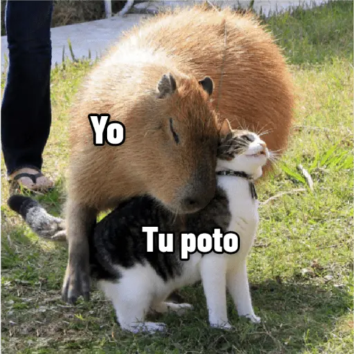 memes de carpinchos capibaras