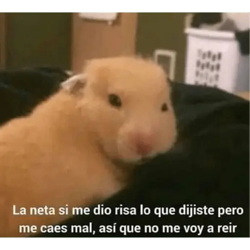 Memes para contestar 2
