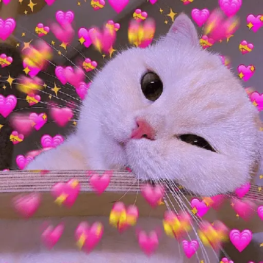 Gatitos de amor 😺💘💞