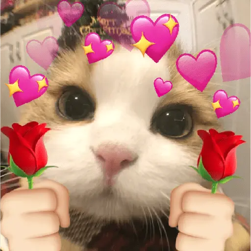 Gatitos de amor 😺💘💞