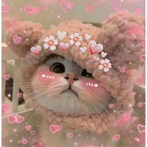 Gatitos de amor 😺💘💞