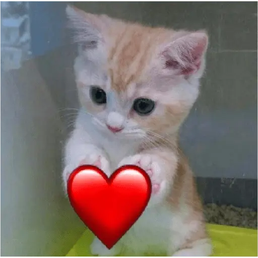 Gatitos de amor 😺💘💞