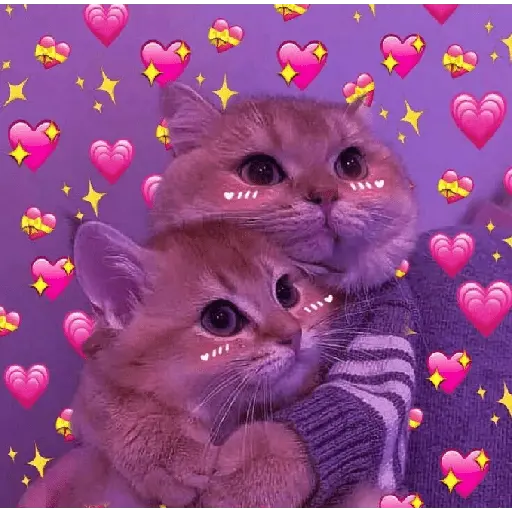 Gatitos de amor 😺💘💞