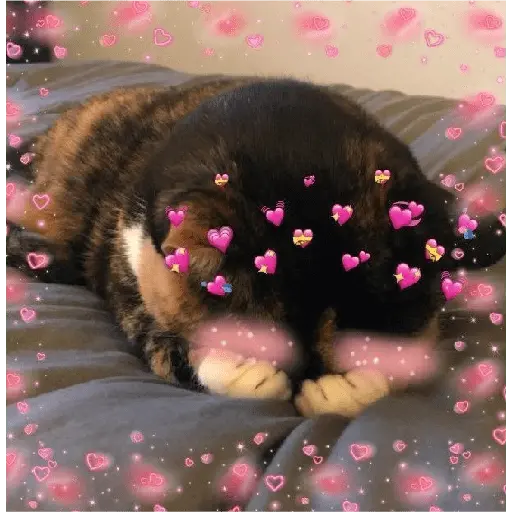 Gatitos de amor 😺💘💞