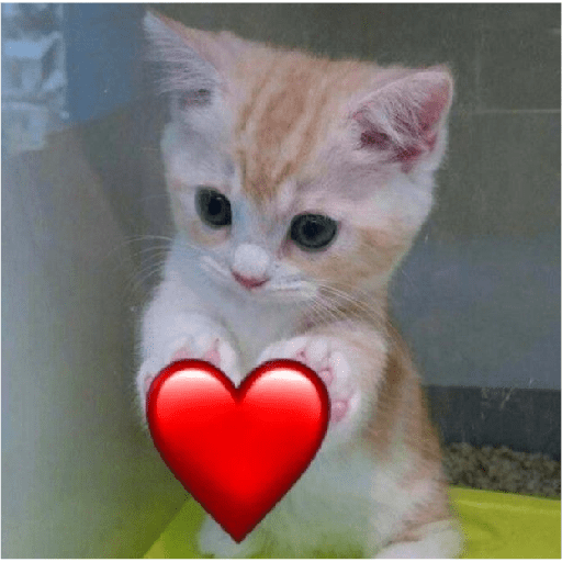Gatitos de amor 😺💘💞 preview