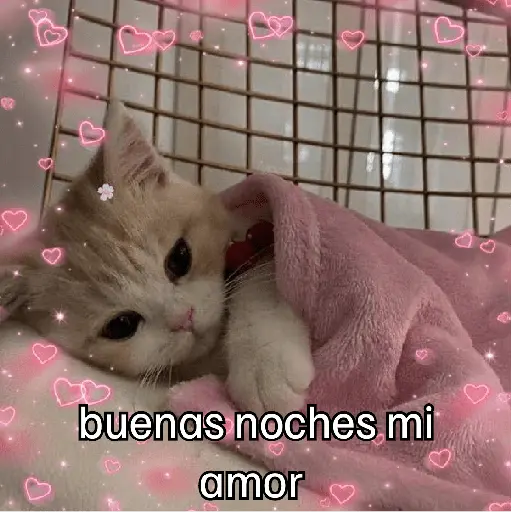 Gatitos de amor 😺💘💞