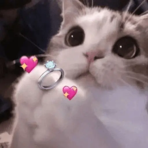 Gatitos de amor 😺💘💞