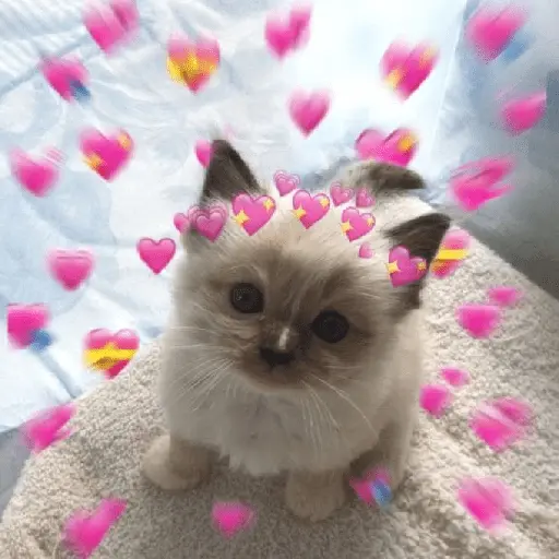Gatitos de amor 😺💘💞
