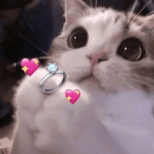 Gatitos de amor 😺💘💞 preview