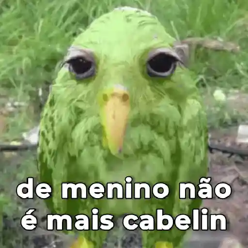 Memes Duolingo Br
