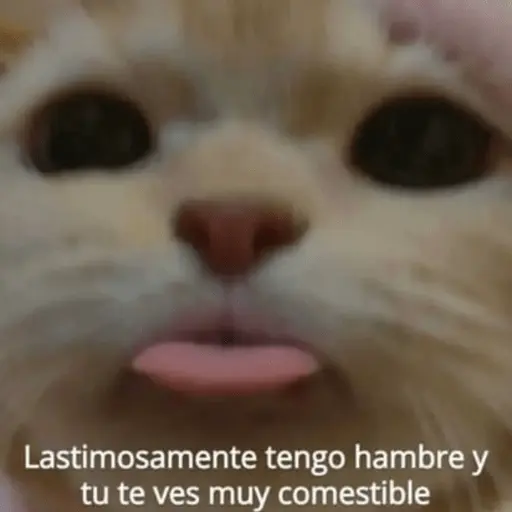 Michis Para Contestar 🐈‍⬛