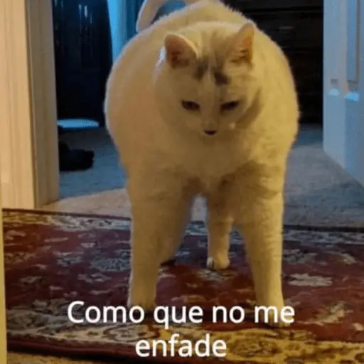 Michis Para Contestar 🐈‍⬛