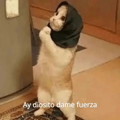 Michis Para Contestar 🐈‍⬛