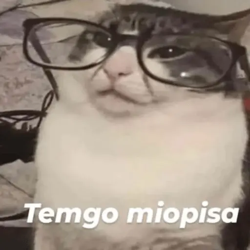 Michis Para Contestar 🐈‍⬛