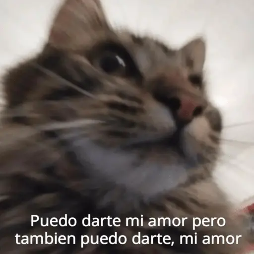 Michis Para Contestar 🐈‍⬛