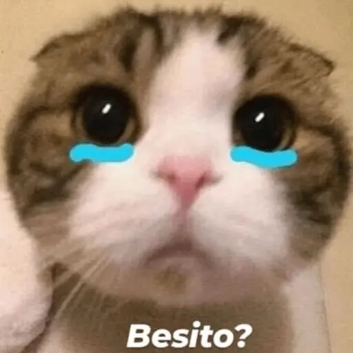 Michis Para Contestar 🐈‍⬛