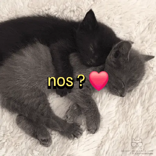 figurinhas de amor ❤️🤣