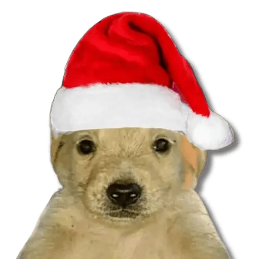 Memes Navideños #② 🎄