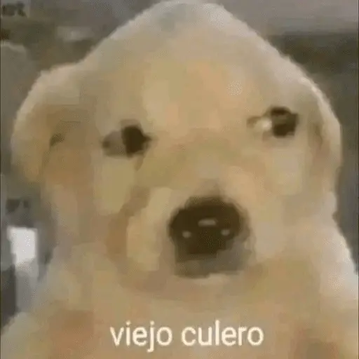 🤣•🤪Pal Grupo🤪•🤣