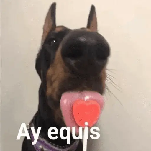🤣•🤪Pal Grupo🤪•🤣